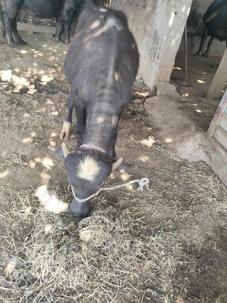 પાડી દેવાની સે