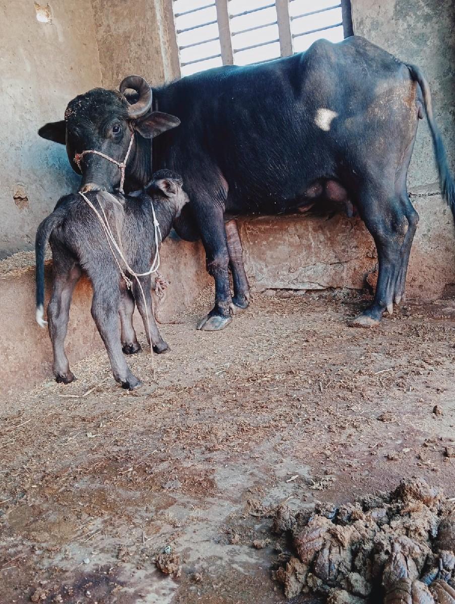 ભેશ વેછવાની છે તેજુ વેતર છે