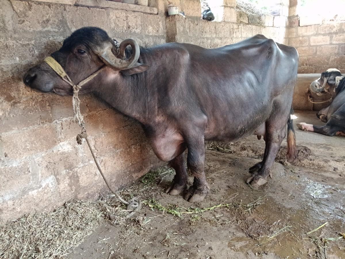 થંબનેલ 2