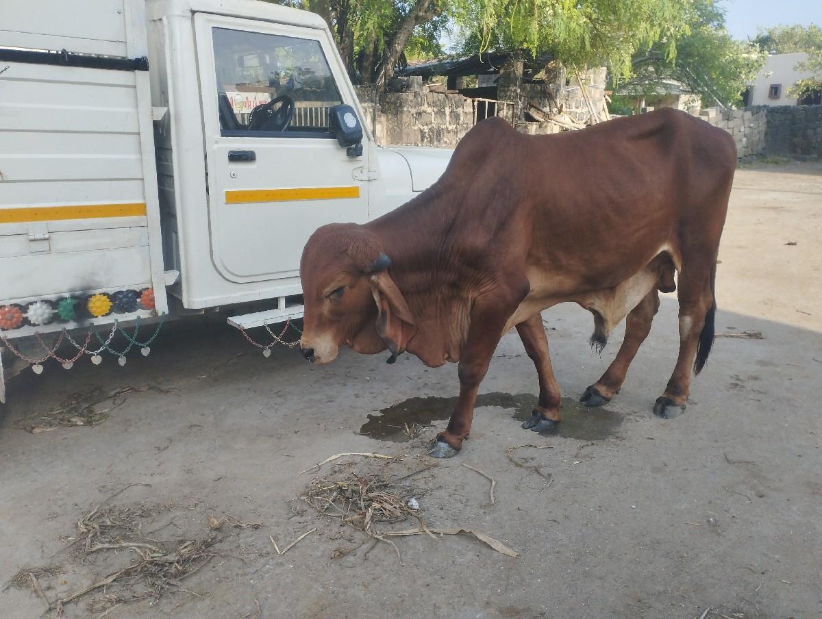 થંબનેલ 3