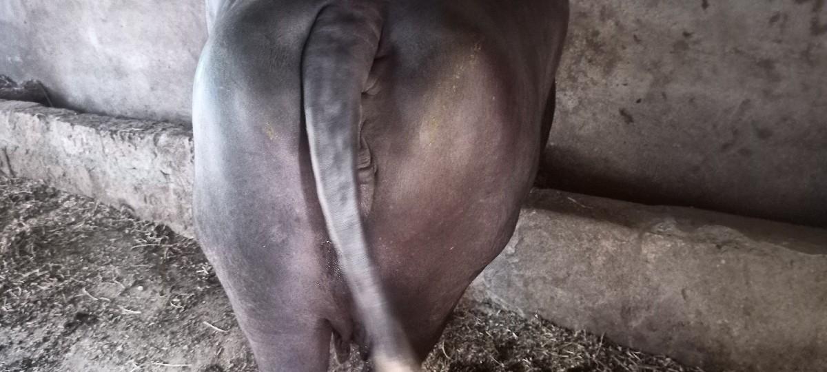 ભેંસ વેચવાની છે