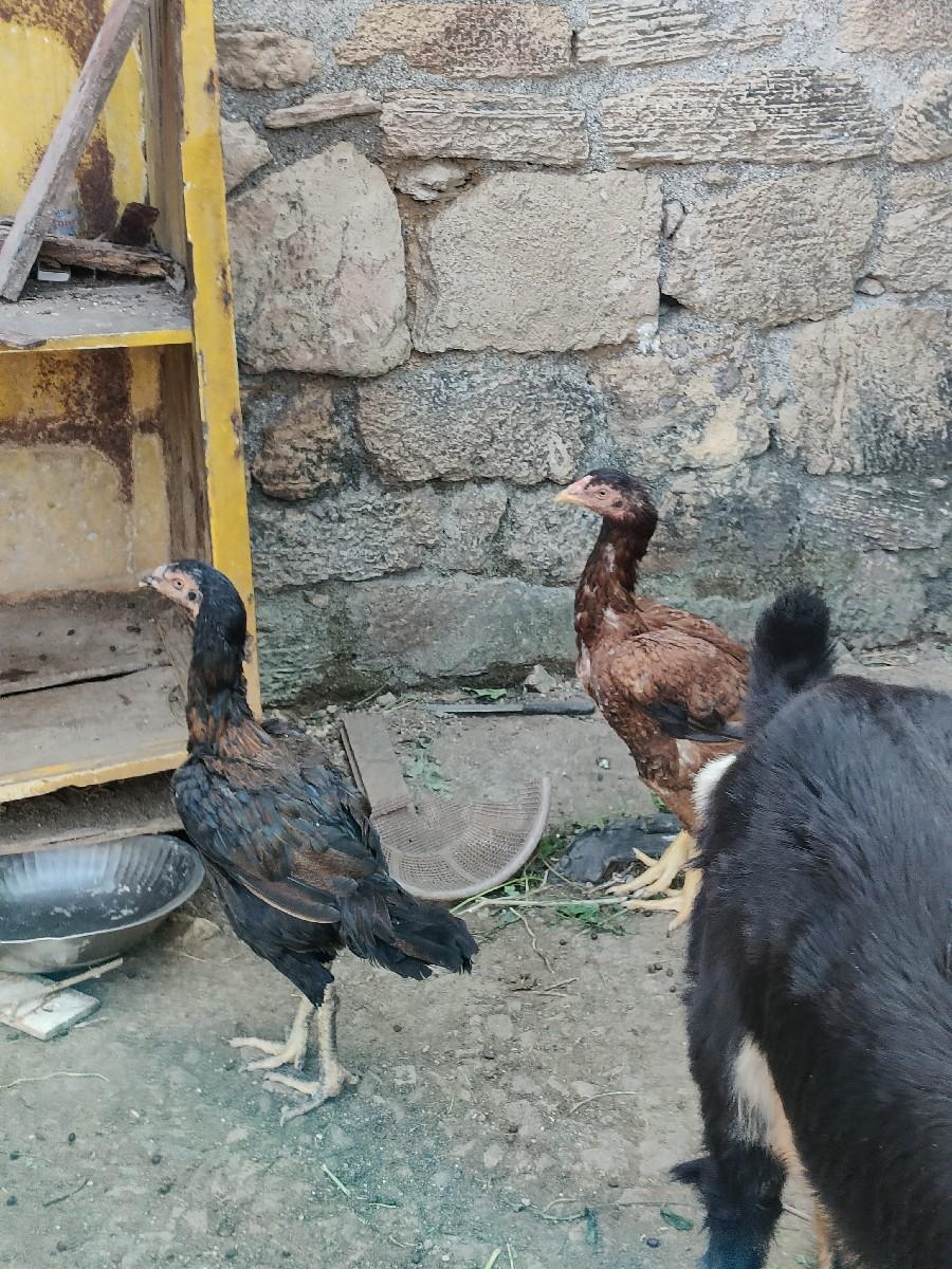 થંબનેલ 2