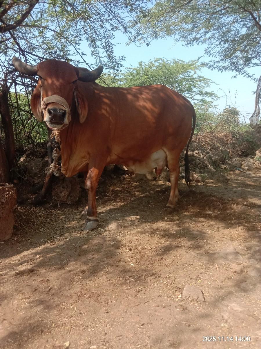 થંબનેલ 2