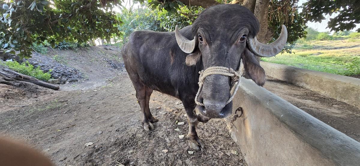 ખડેલી વેચવા ની છે