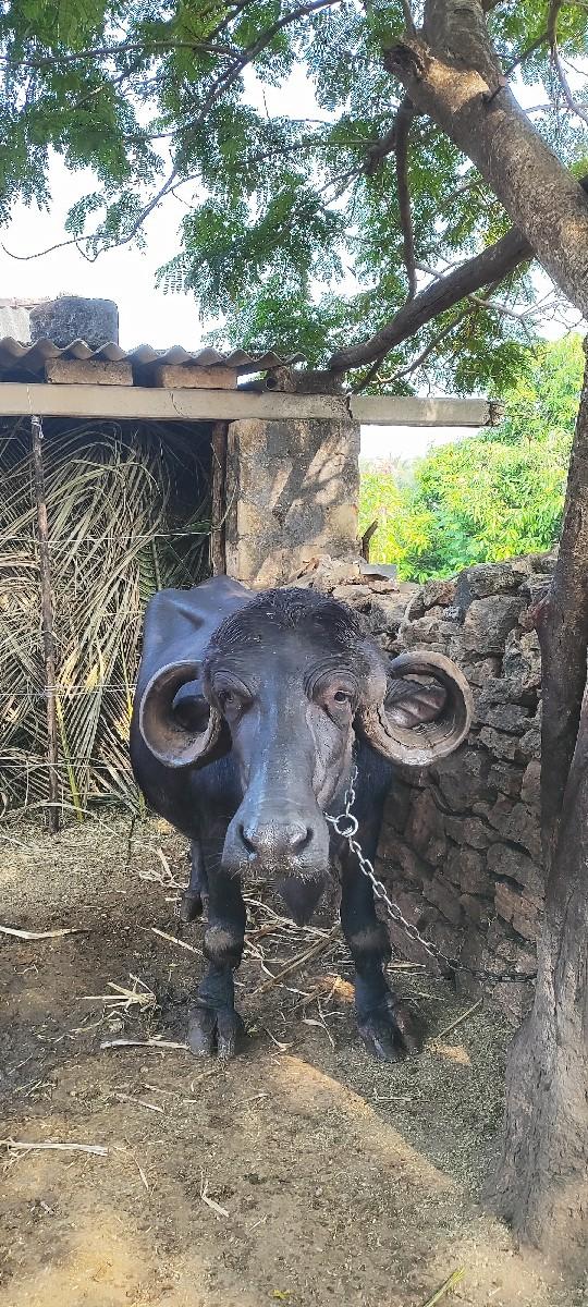 थंबनेल 3