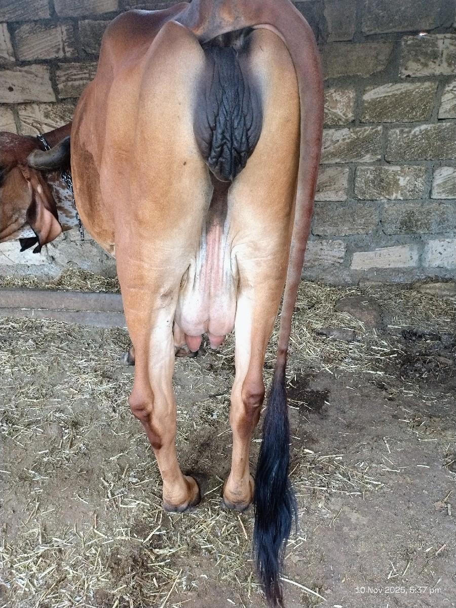 થંબનેલ 2