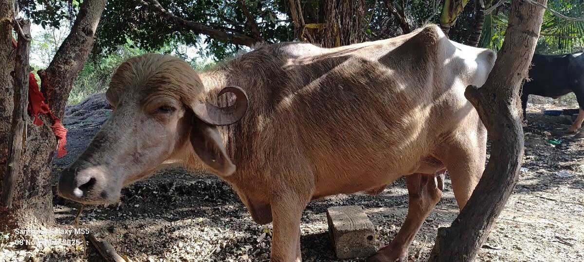 ભેસ વેચવાની છે