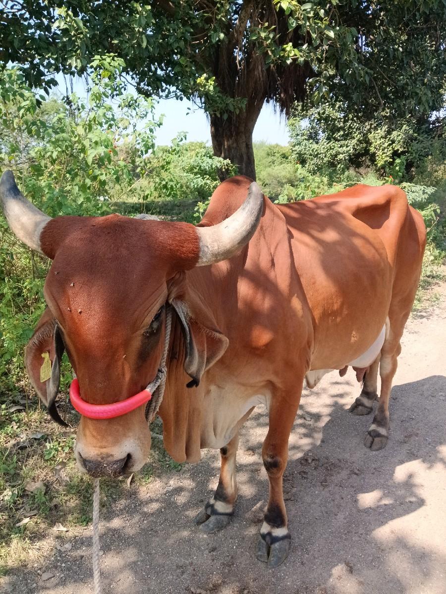 આ ગાય વેચવાની છે