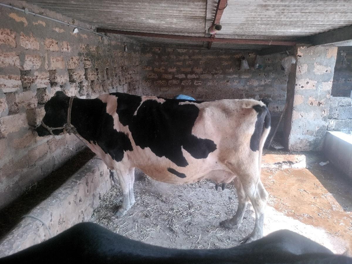 થંબનેલ 3