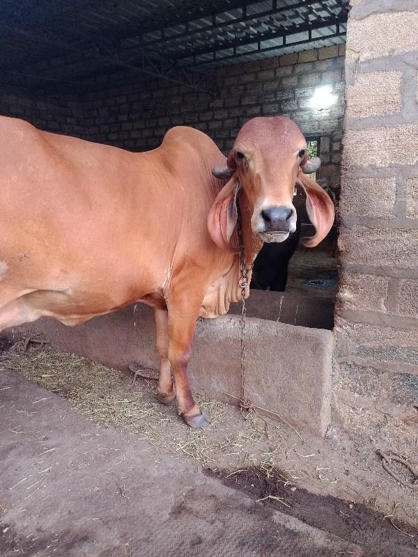 ગીર ગાય વેસવાની છે