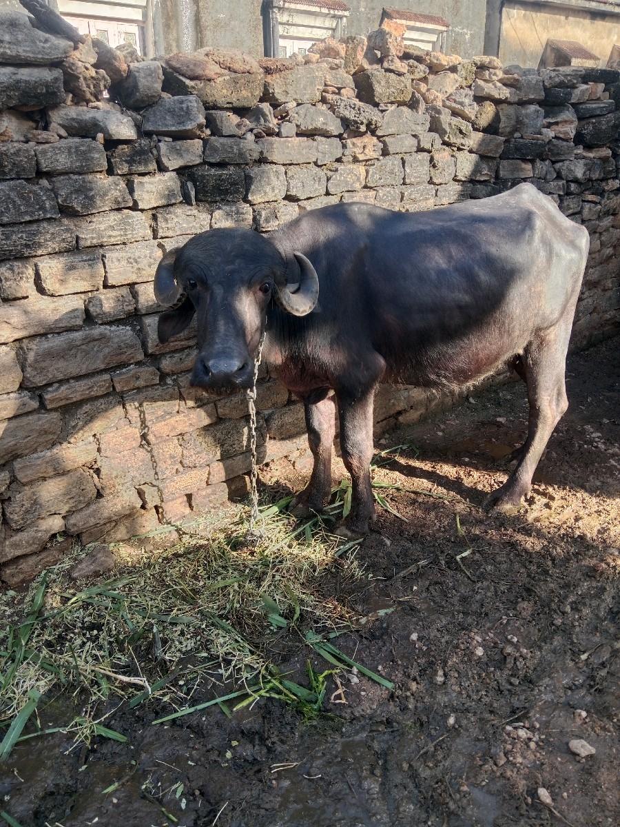 ભેંસ વેચવાની છે
