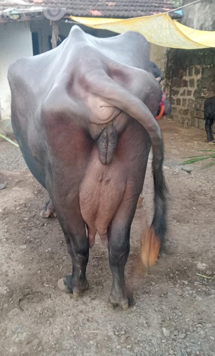 ભેંશ વેચવા ની છે