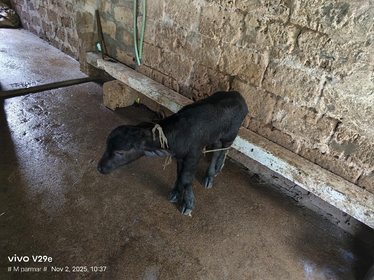 ભેંસ વેચવાની છે