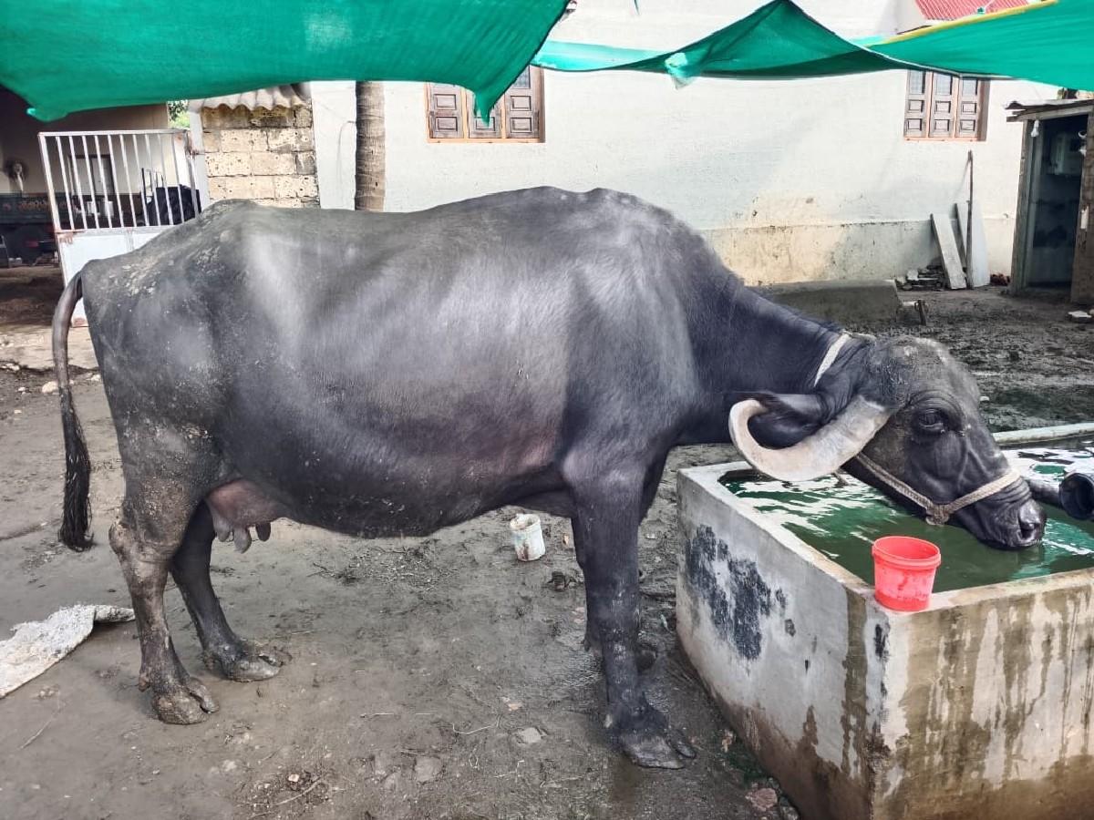 થંબનેલ 3