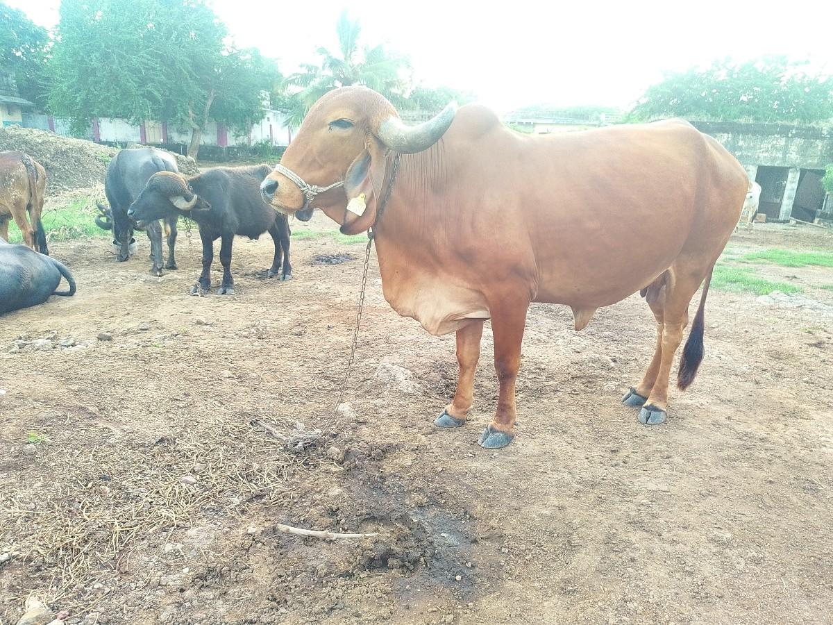 ‌સાવ સોજી છે