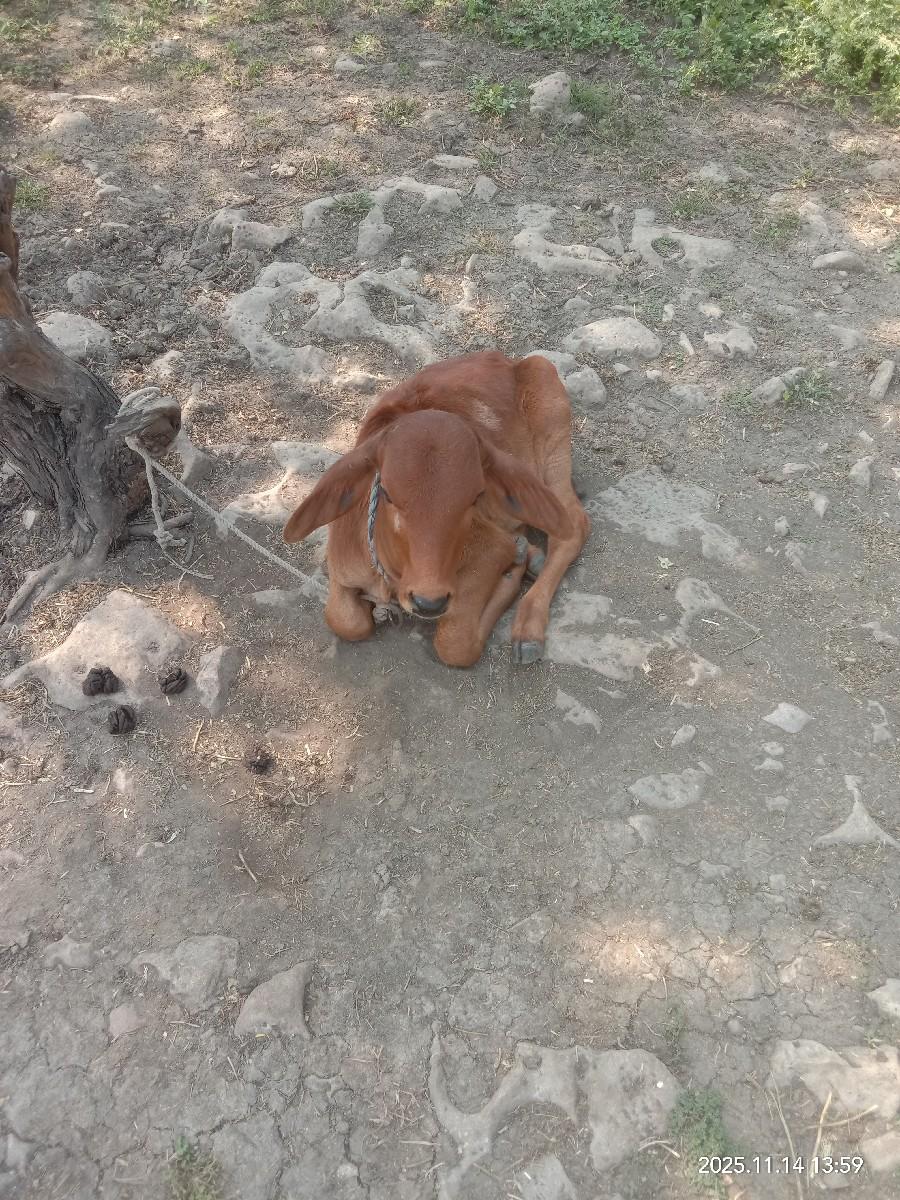 થંબનેલ 3