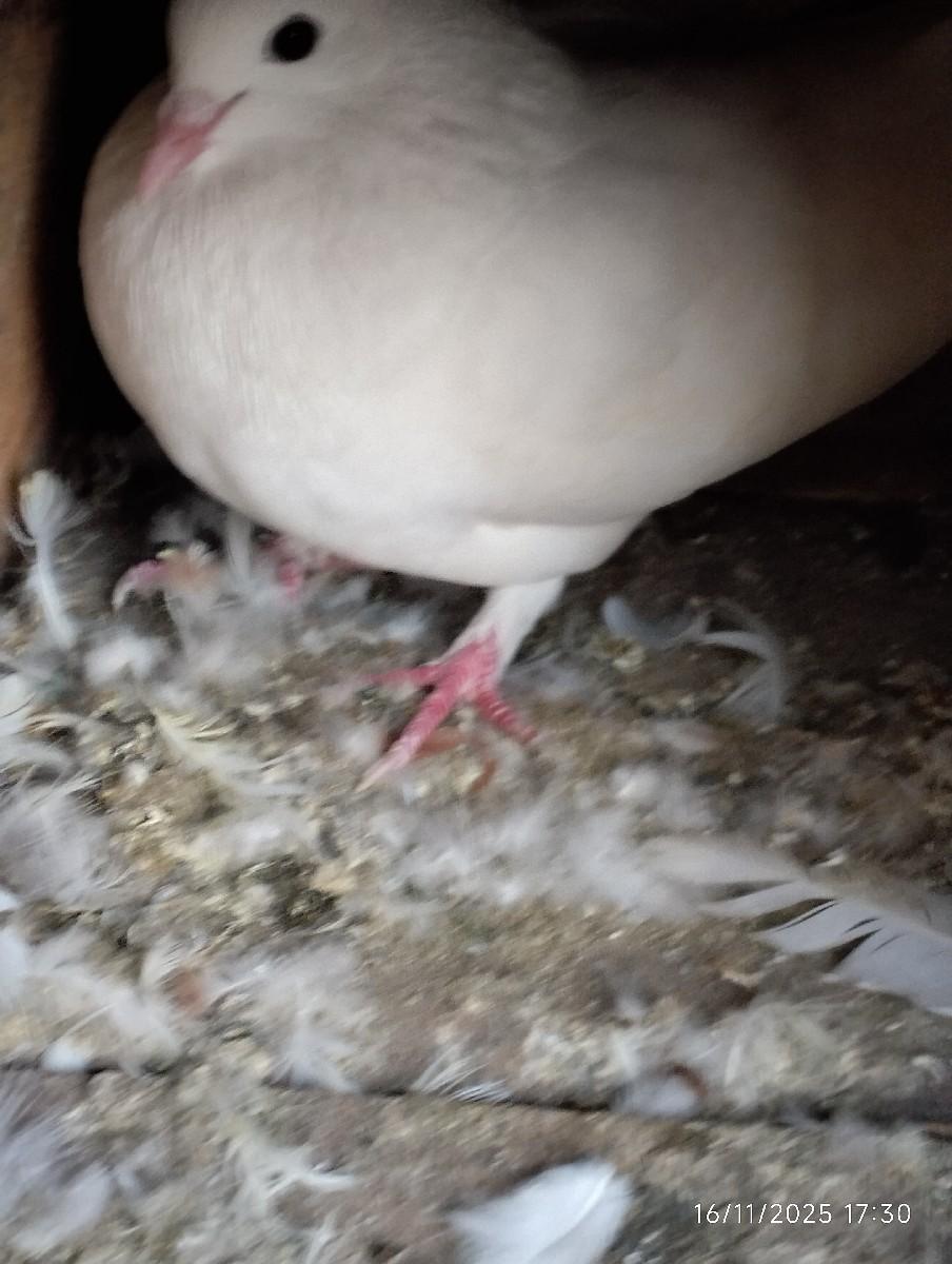 થંબનેલ 3