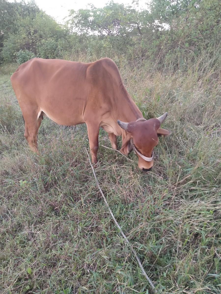 થંબનેલ 3