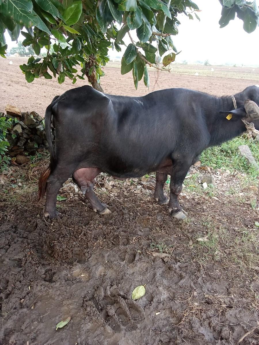 ભેંસ વેચવાની છે