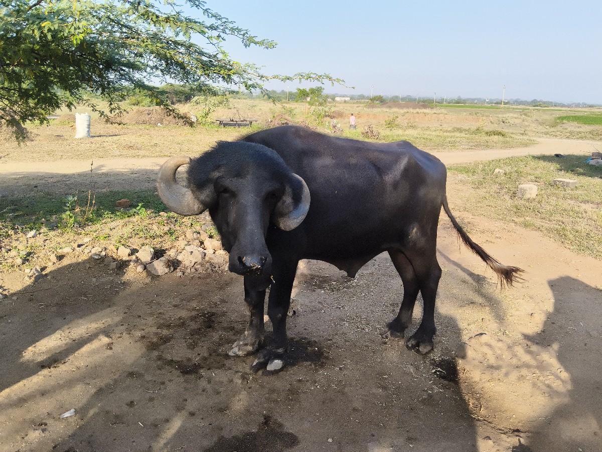 થંબનેલ 2