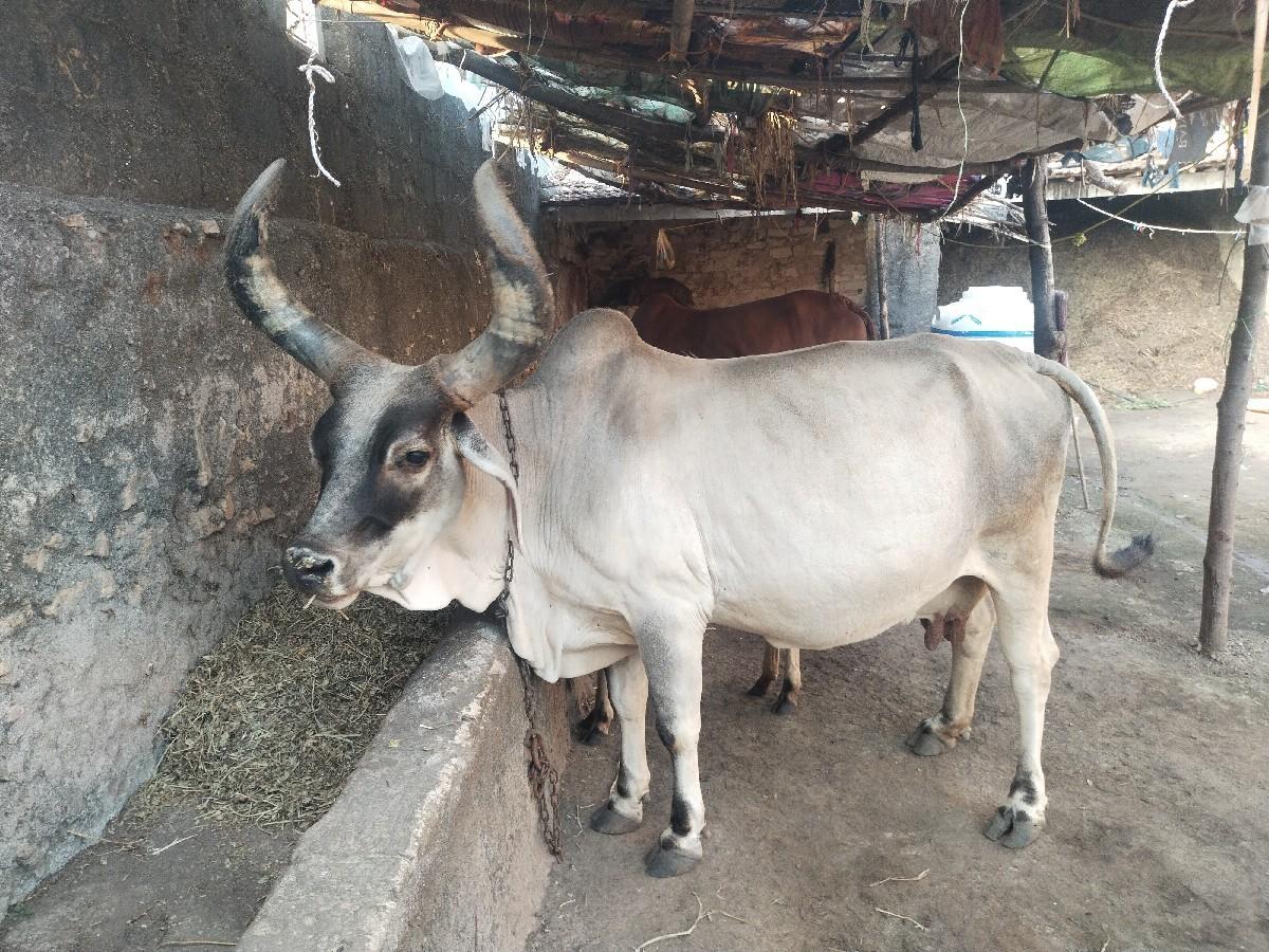 કચ્છી ગાય વેચવાની છે