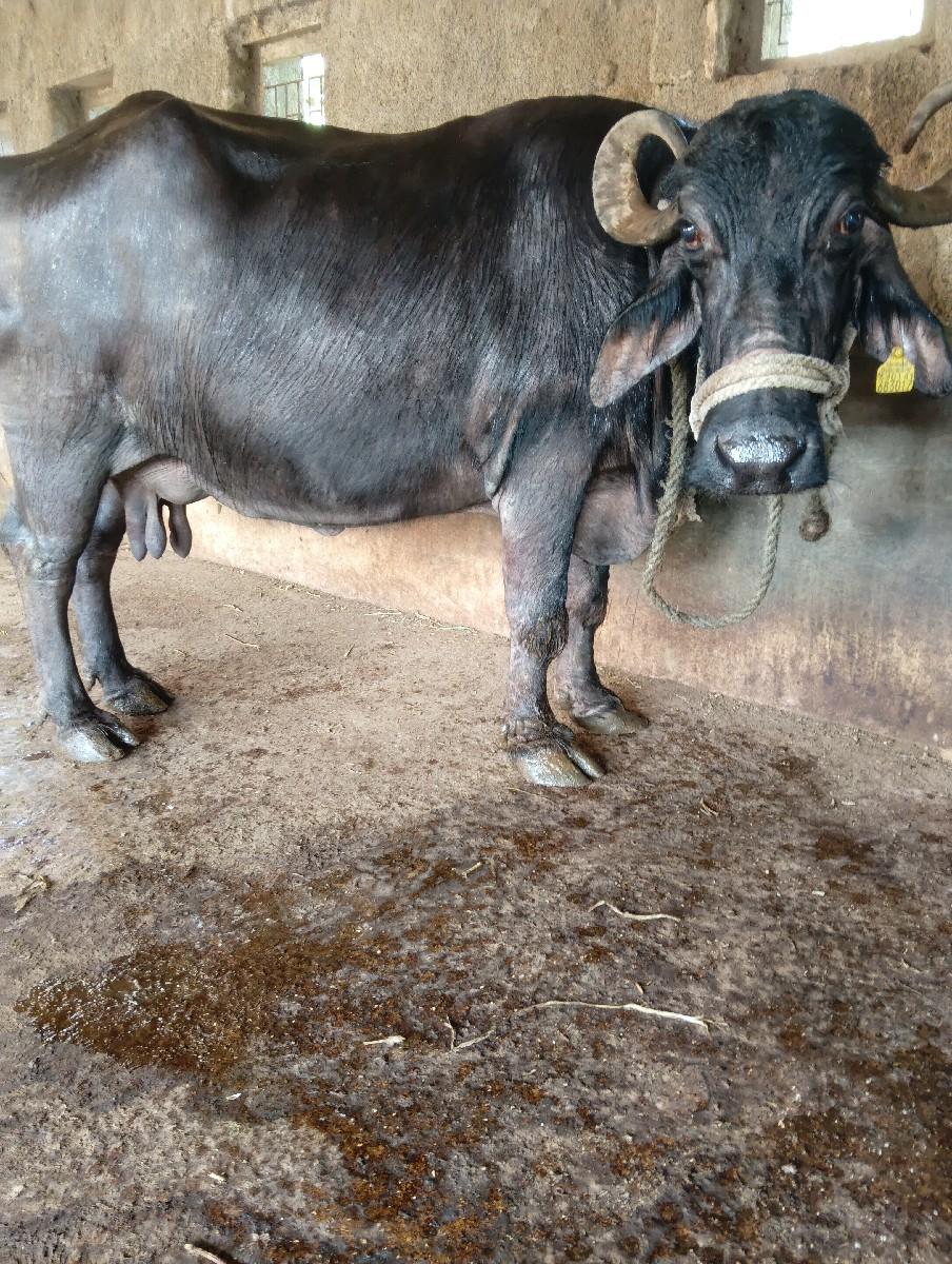 થંબનેલ 2