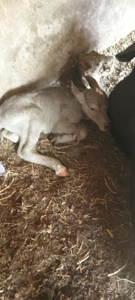 થંબનેલ 3