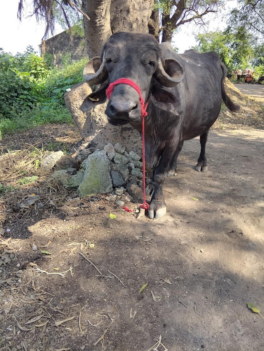 પેલા વેતરી