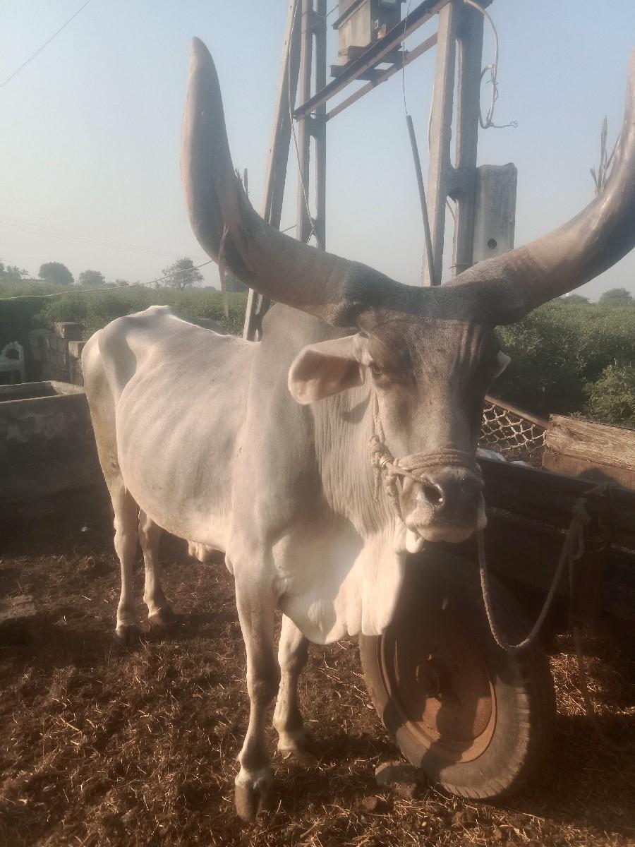 બળદવેશવાનાછેસોથીધર