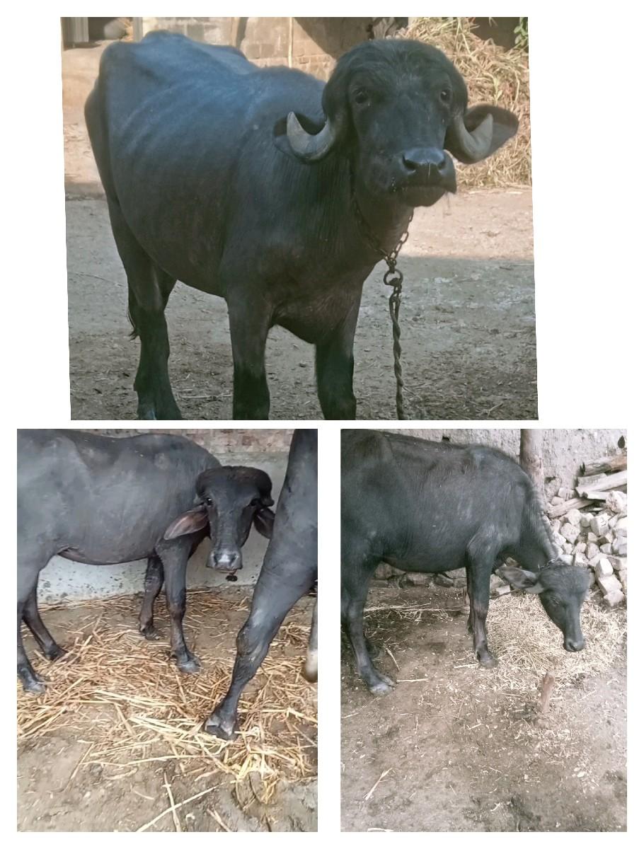 પાડી વેચવાની છે