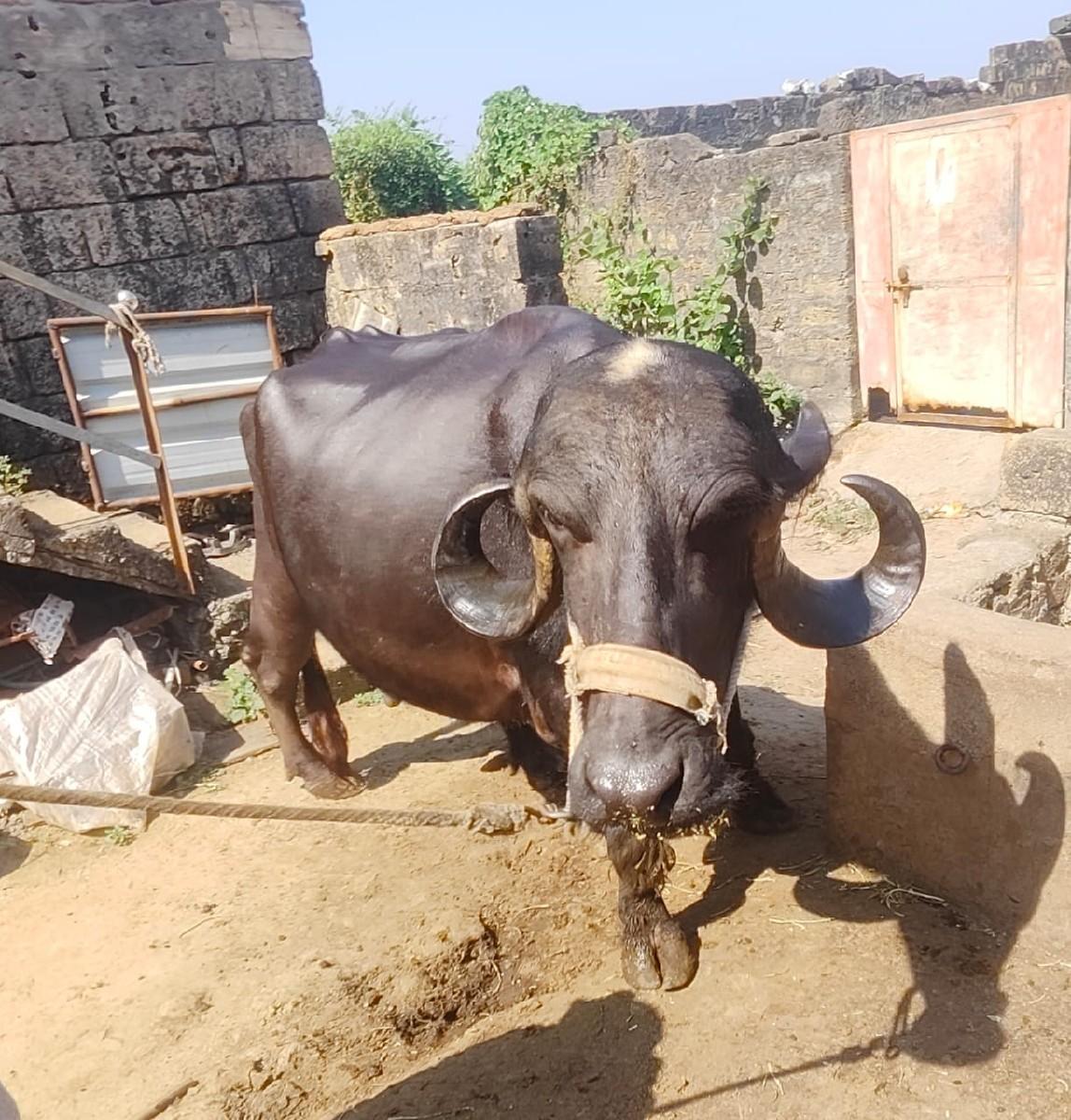 બીજું વેતર દુધ 8 લીડર