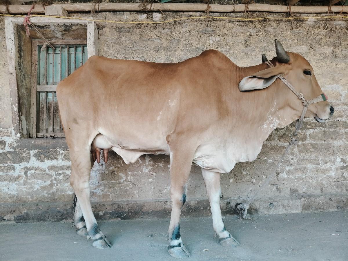 થંબનેલ 2