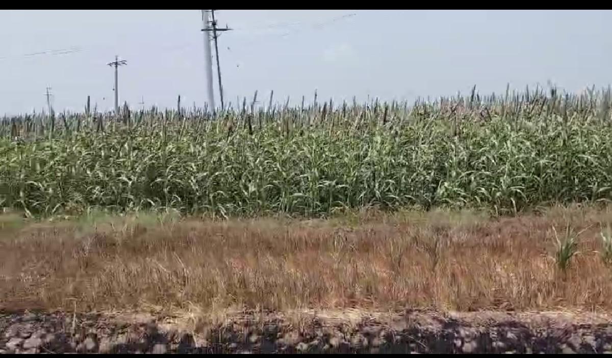 jameen vechva ni che