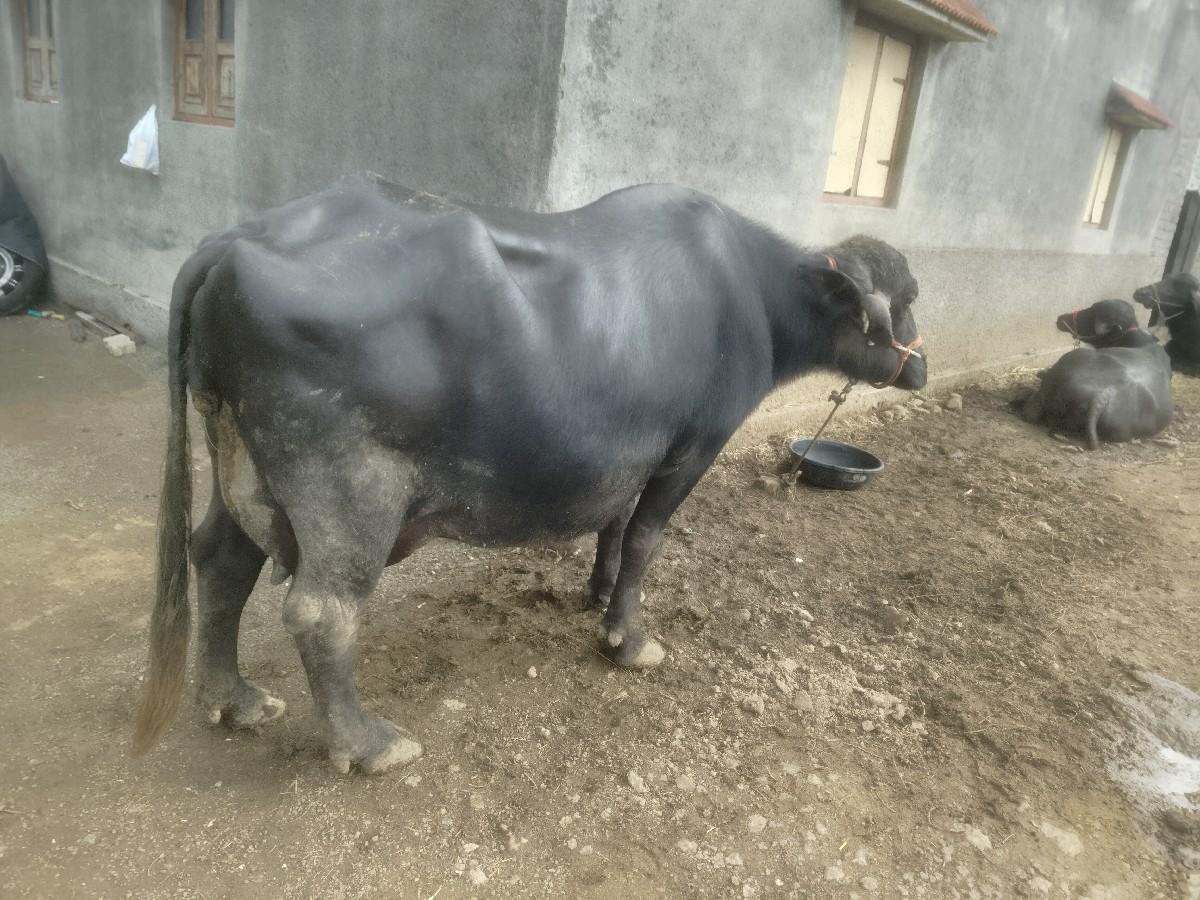 થંબનેલ 2