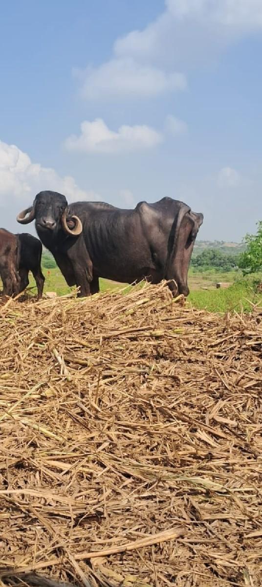 થંબનેલ 2