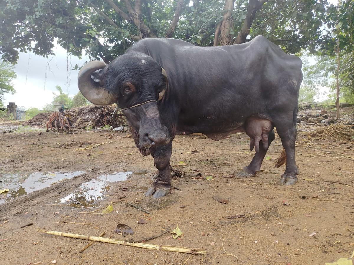 થંબનેલ 2