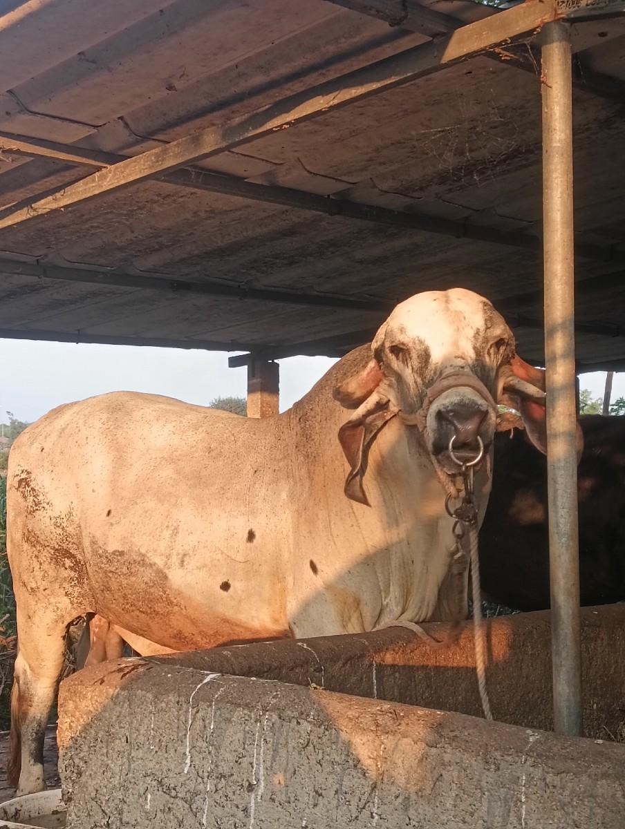 થંબનેલ 3