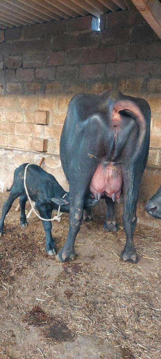 રાળા.નાજાભાઈ