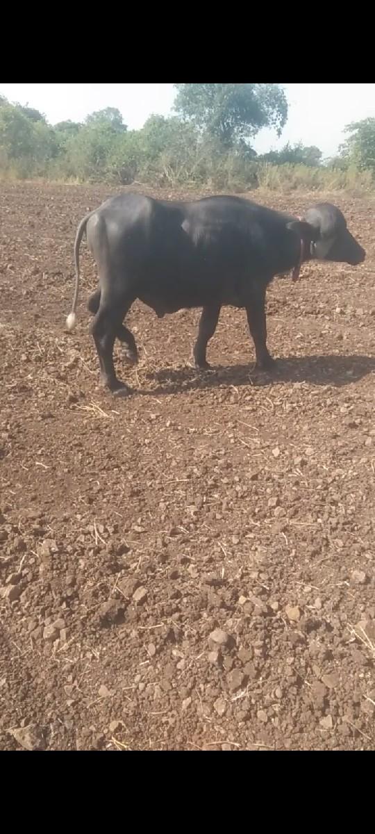 થંબનેલ 2