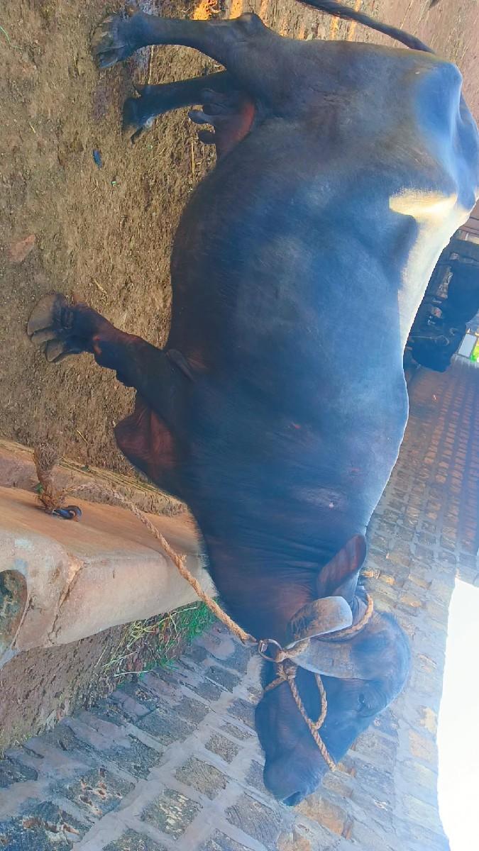 થંબનેલ 3