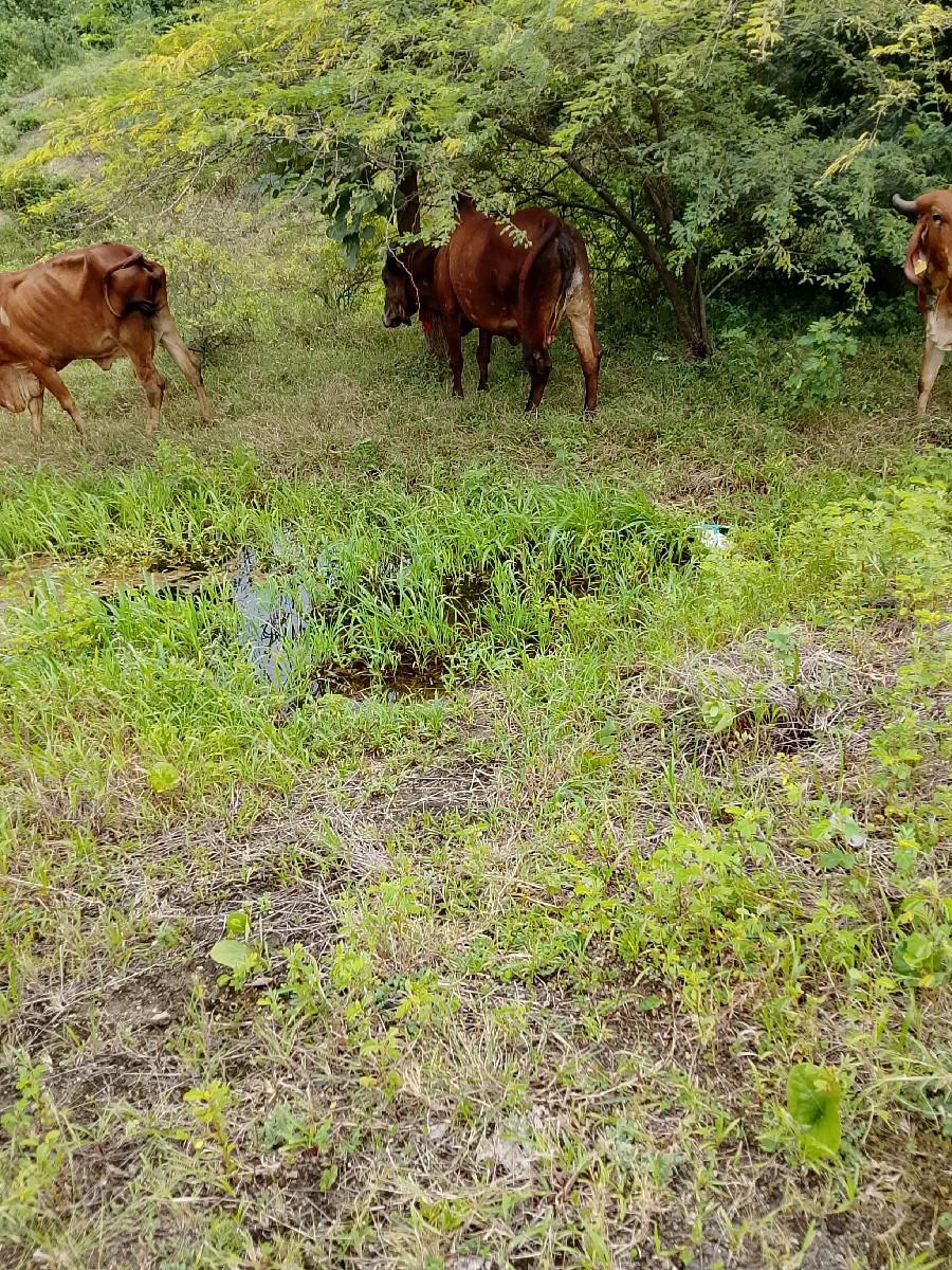 થંબનેલ 3