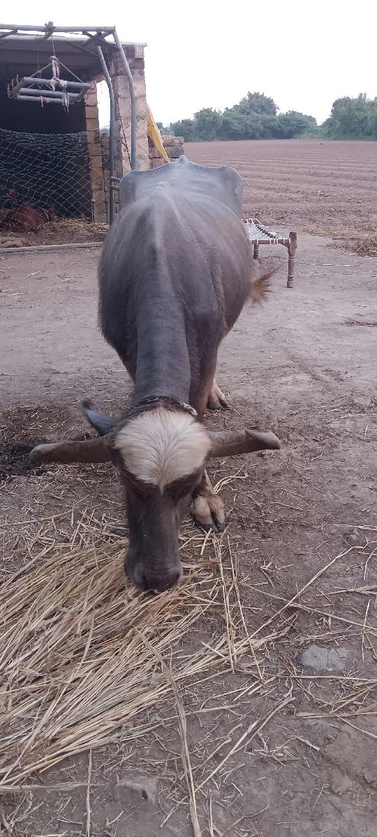 થંબનેલ 2