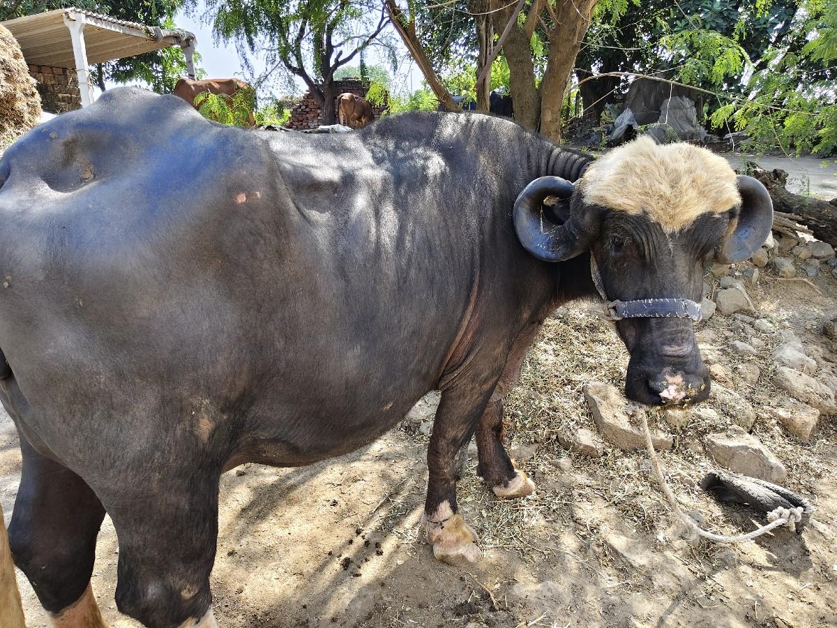 થંબનેલ 3