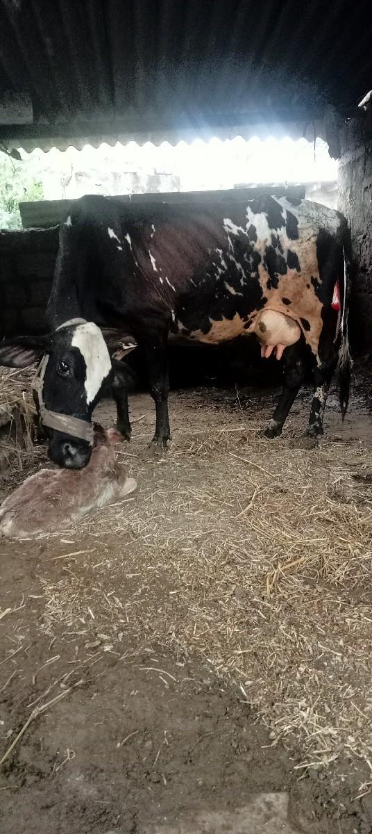 થંબનેલ 2