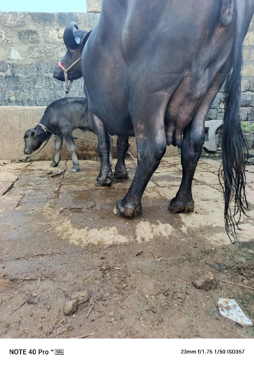 ભૅચ વૅચવાની છૅ.