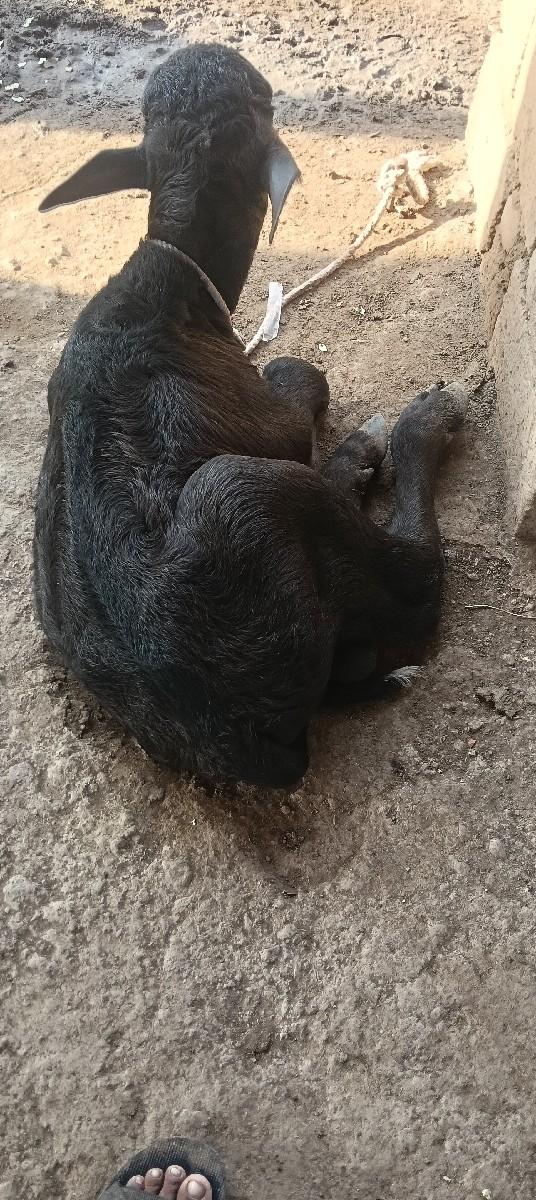 થંબનેલ 3