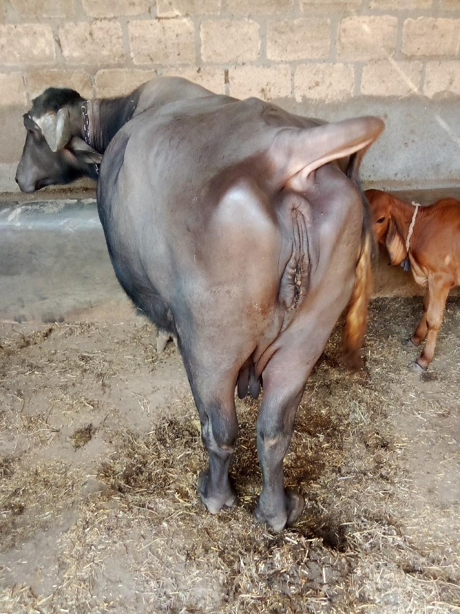 થંબનેલ 3