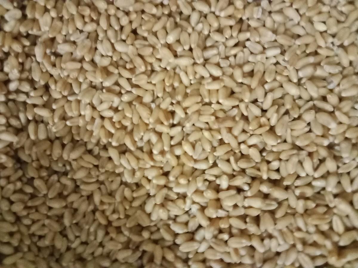 ઘવ વેસવના સે