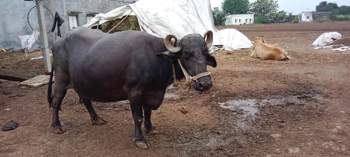 ભેંશ વેચવાની છે