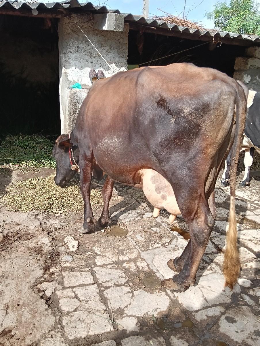 થંબનેલ 2